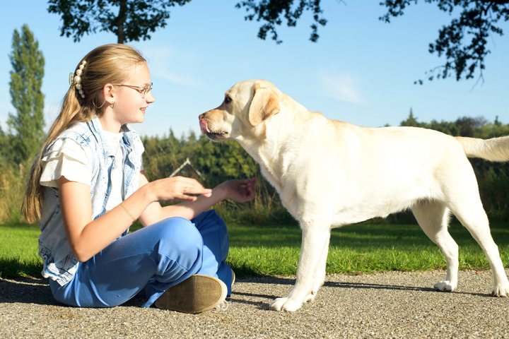 An assistance dog offers a paw to a girl.