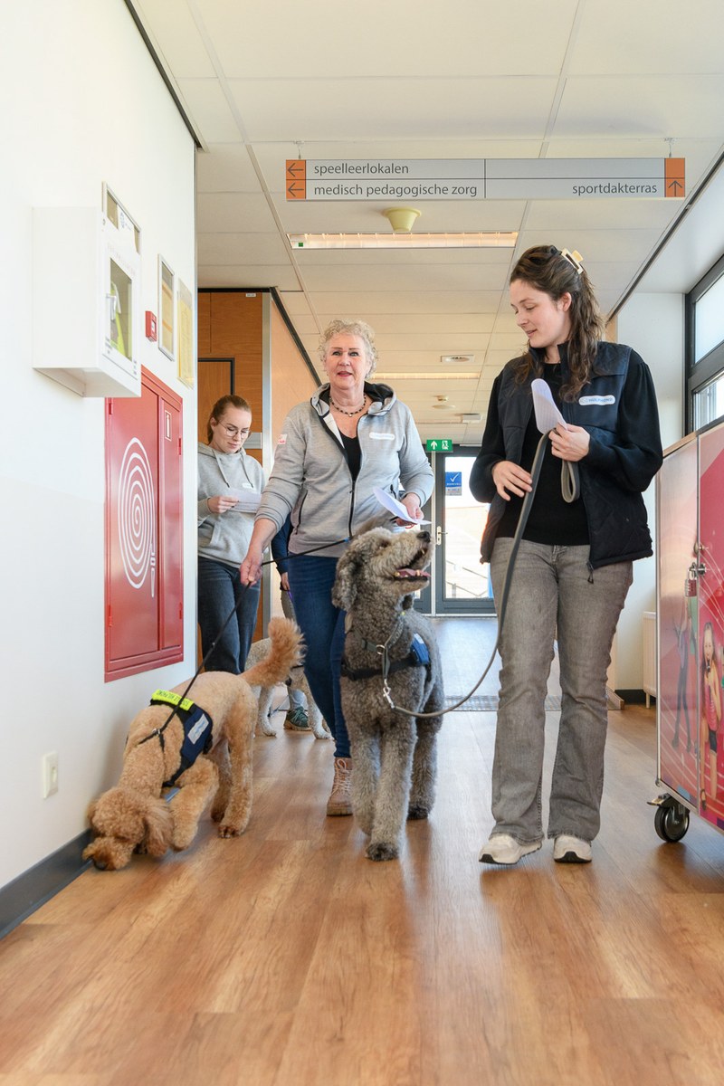 Assistance dogs and their handlers arrive in a bright hospital corridor.