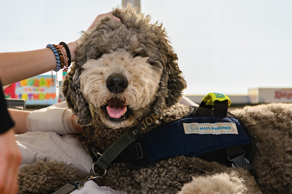 Close-up of a grey assistance dog wearing a Hulphond vest, with a hand resting on its head.