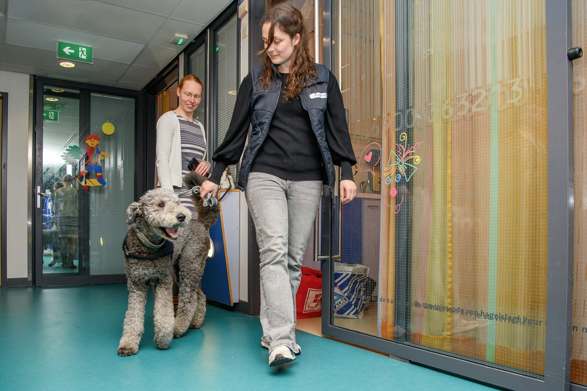 A handler walks a grey assistance dog through glass doors onto a turquoise hospital floor.