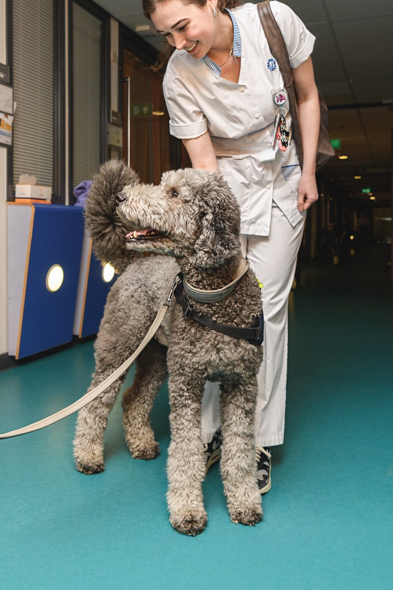 A hospital staff member in a white uniform bends down to stroke a grey assistance dog.