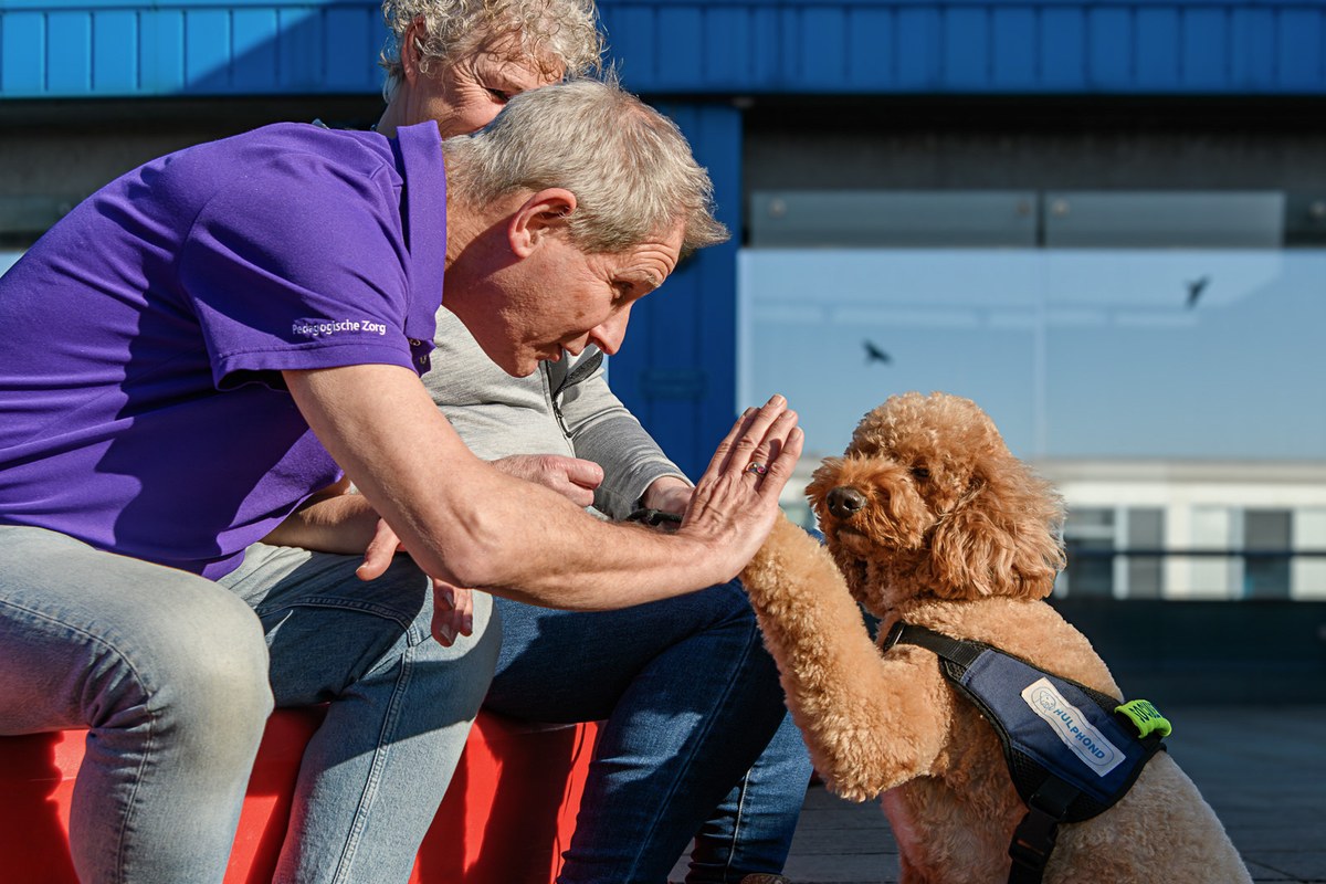 A brown assistance dog raises a paw to meet a man’s hand in bright sunlight.
